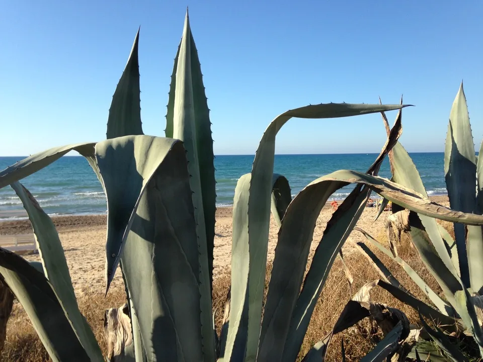 Feuilles d'agave au premier plan de la plage de Castellammare del Golfo