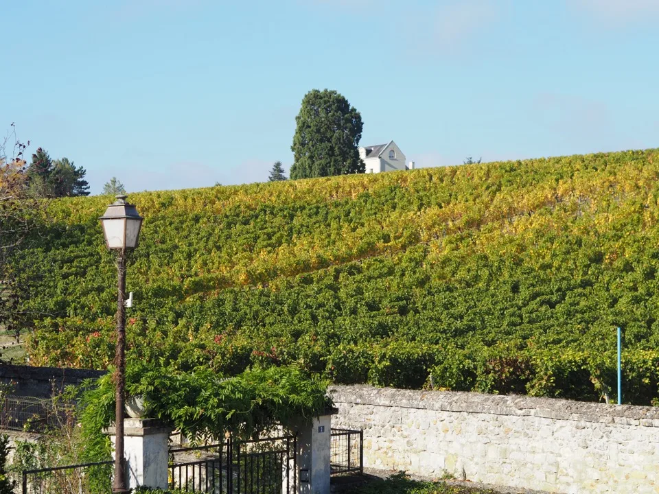 Vignoble d'automne à flanc de coteau au dessus de Chinon