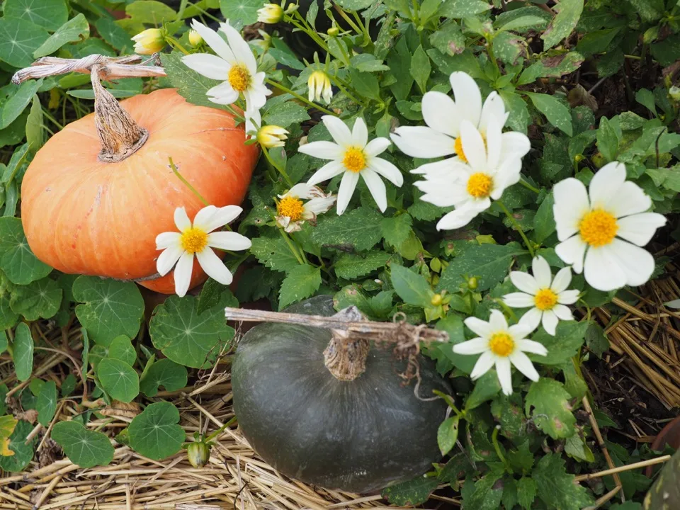 Citrouilles parmi les marguerites blanches dans les jardins du Château du Rivau