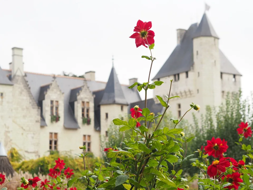 Rose rouge unique avec le Château du Rivau en arrière-plan
