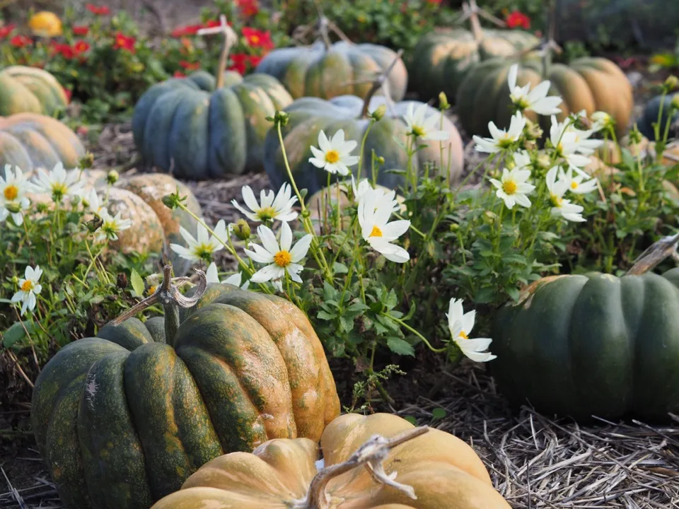 Citrouilles et marguerites dans les jardins du Château du Rivau
