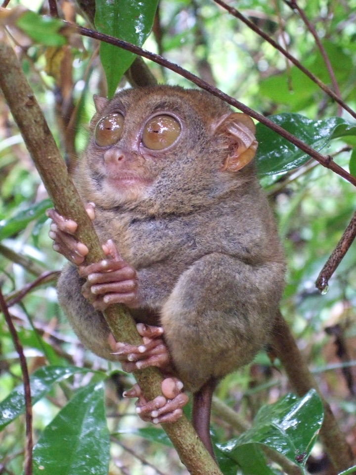 tarsier