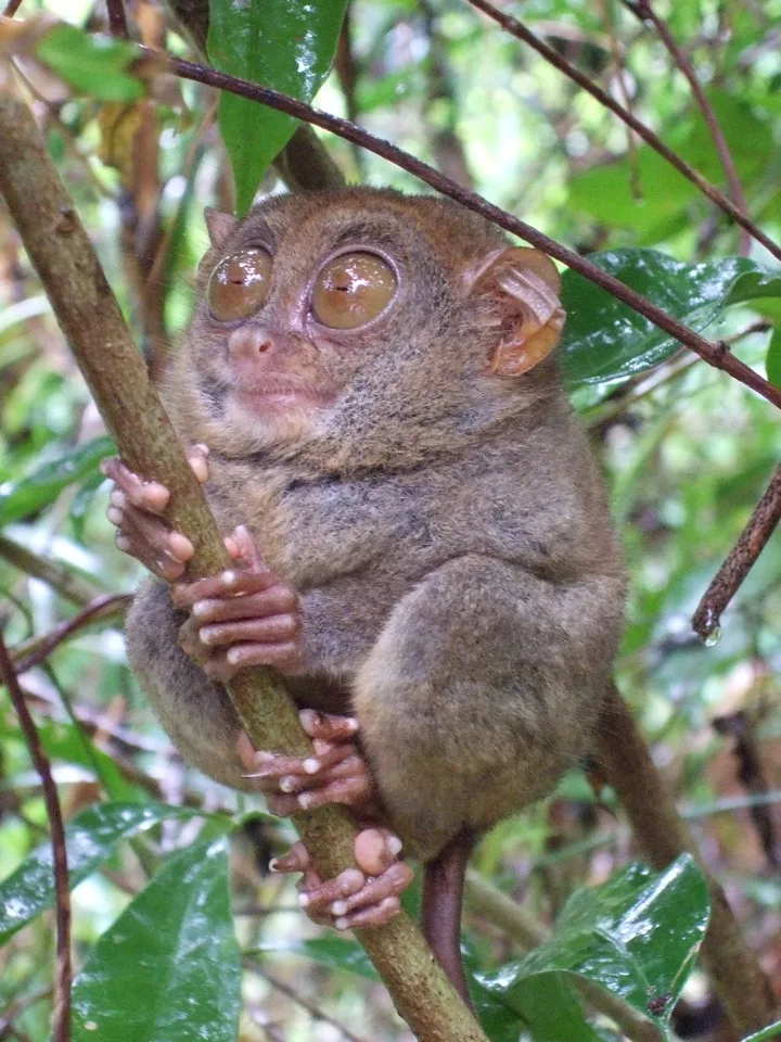 tarsier