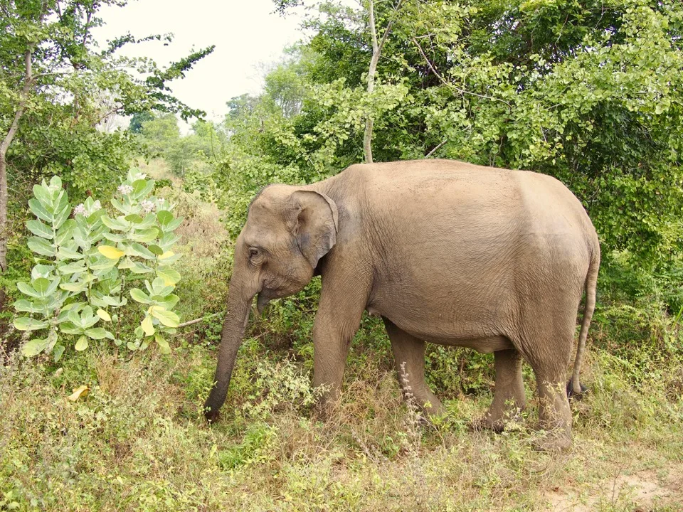 animaux en voyage