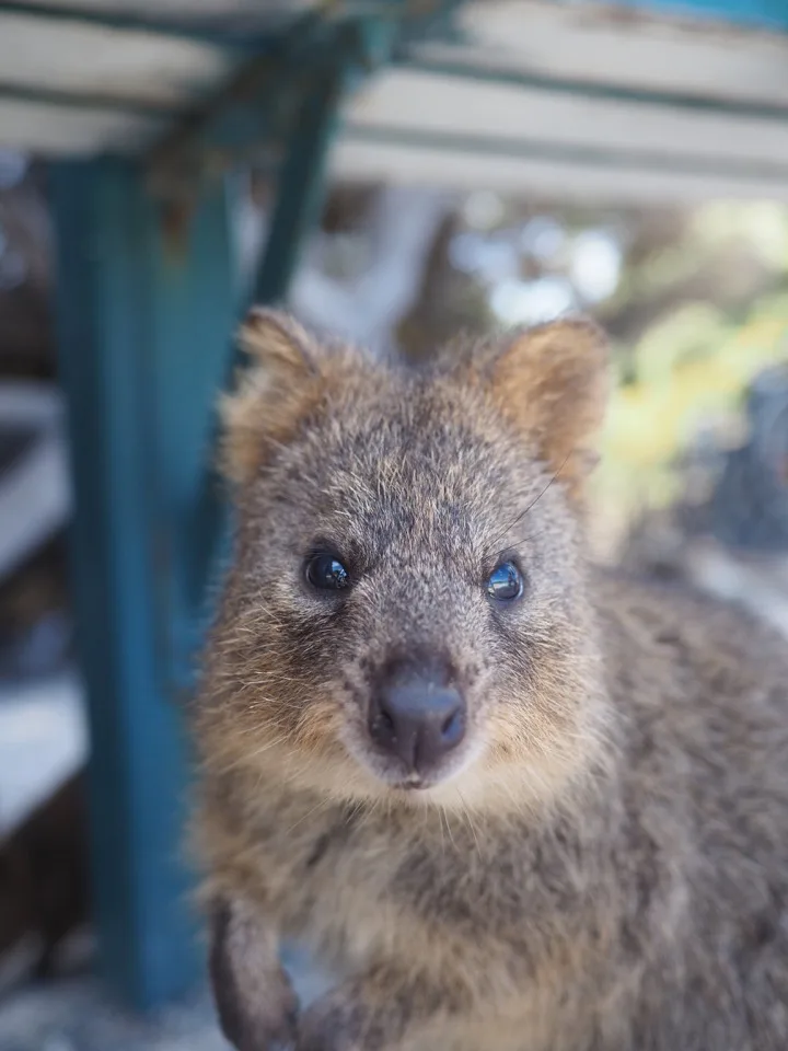 le quokkas