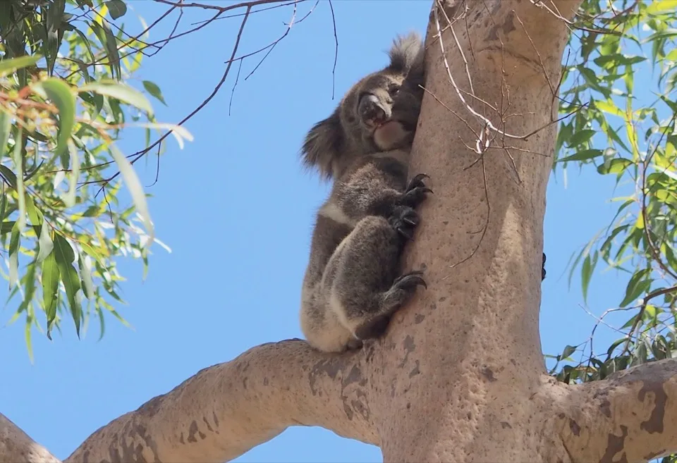 voir des koalas en australie