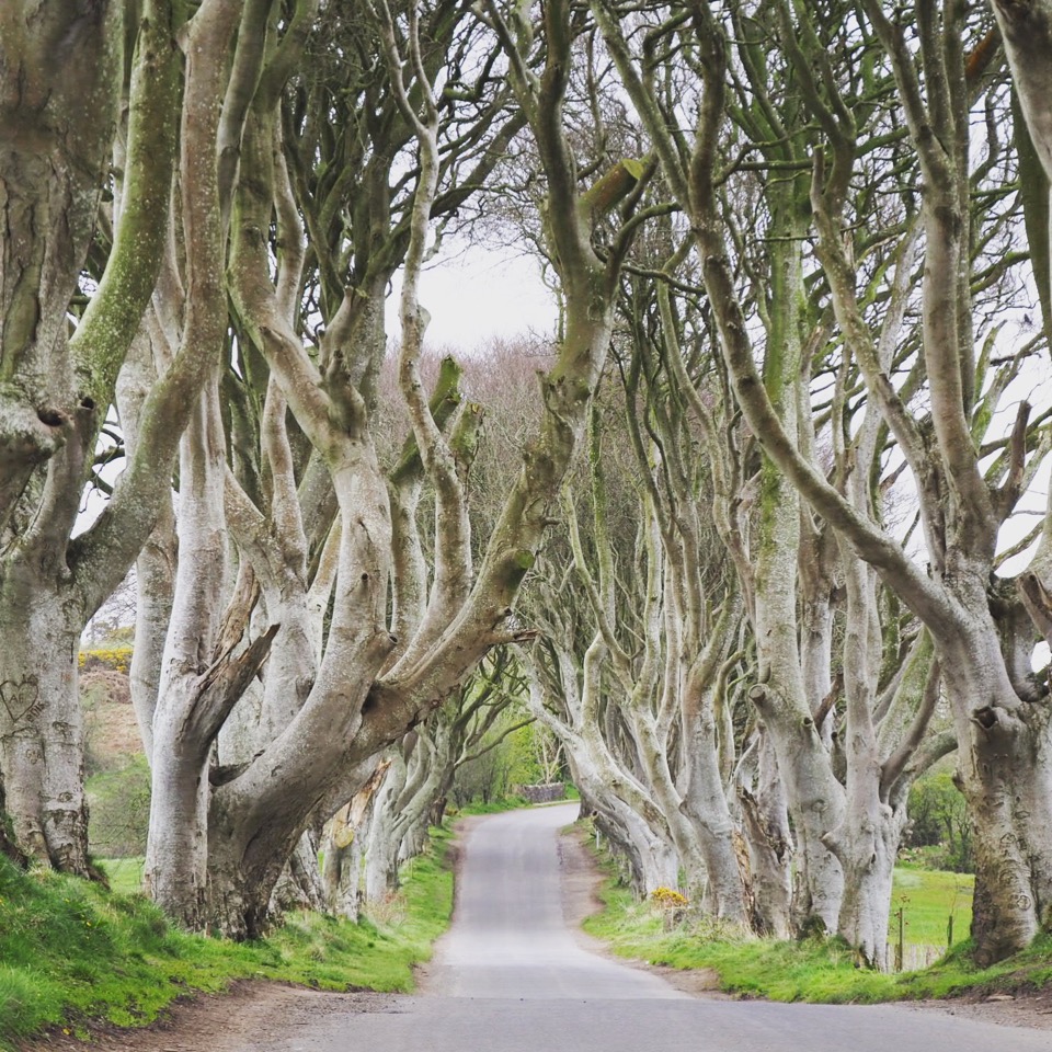 the dark hedges
