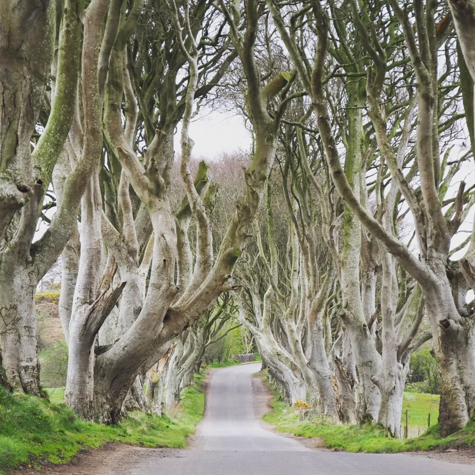 Allee mit knorrigen Buchen bei den Dark Hedges