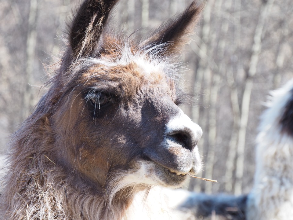 Notre randonnée avec les lamas de Valloire