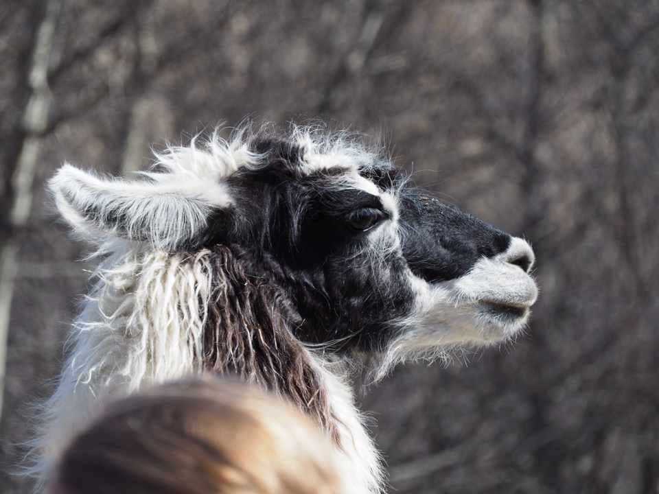 randonnee avec lama de Valloire