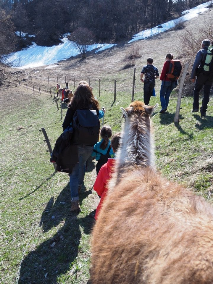 Randonnee avec lama