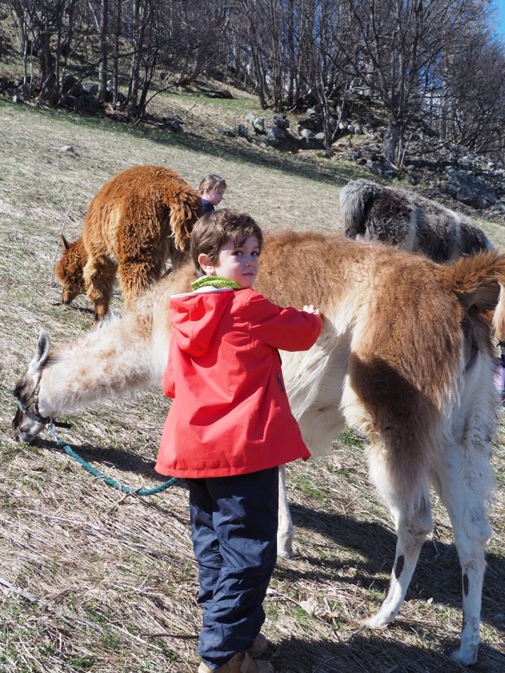 Randonnee avec lama