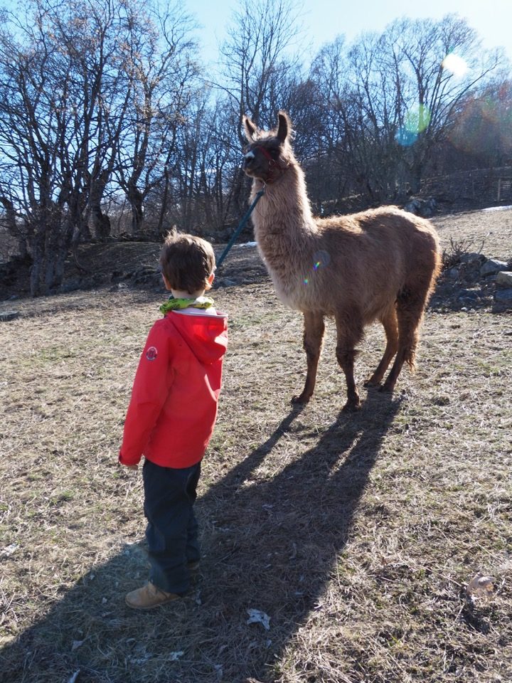 Randonnee avec lama
