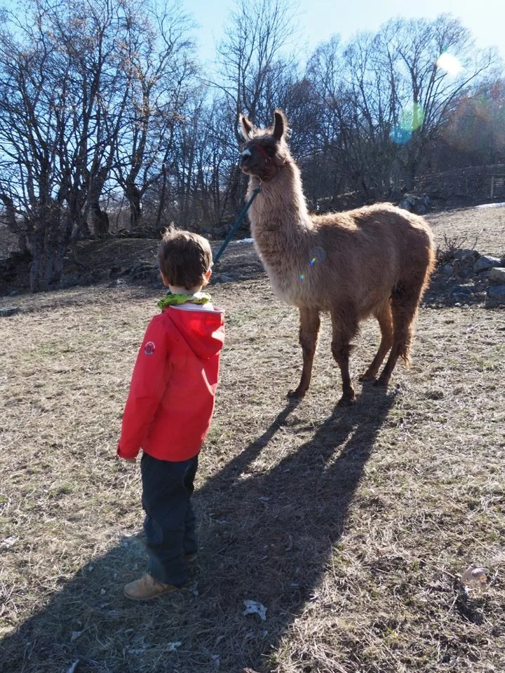 Randonnee avec lama