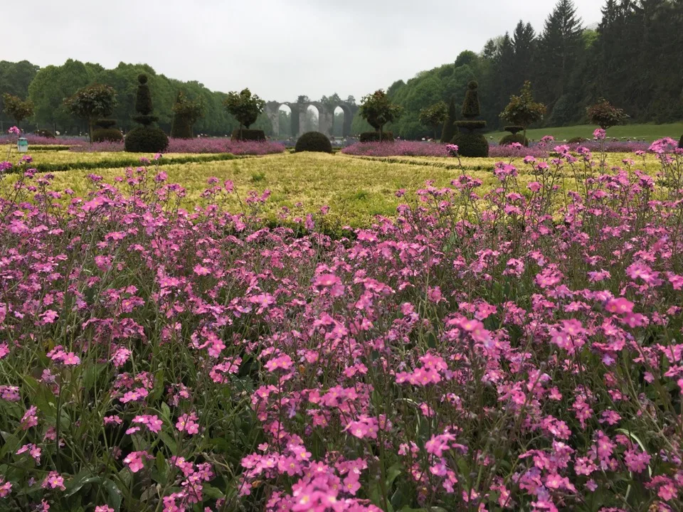 Fleurs roses avec au loin l'aqueduc de Maintenon