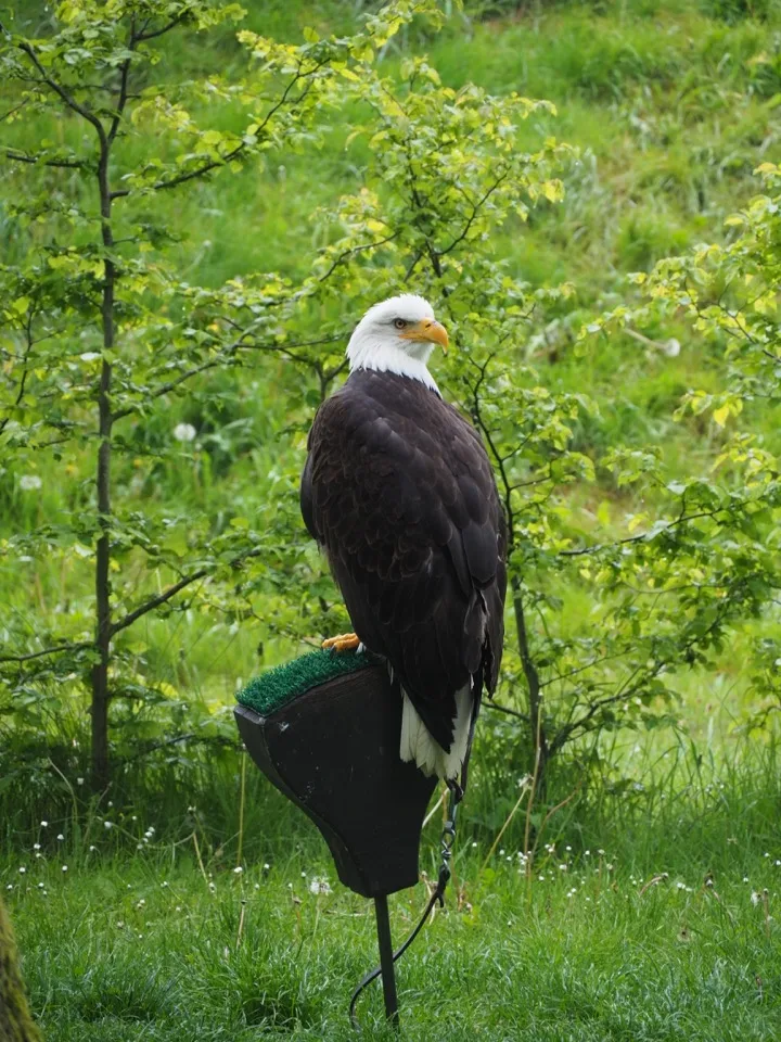 rapaces espace rambouillet