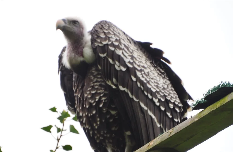 rapaces rambouillet