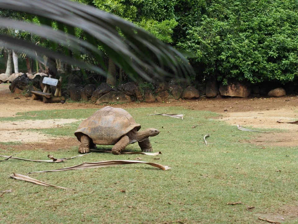 Tortue géante marchant dans l'herbe à Maurice