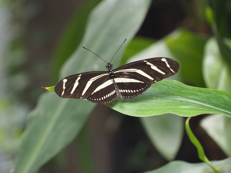 Visiter Terra Botanica