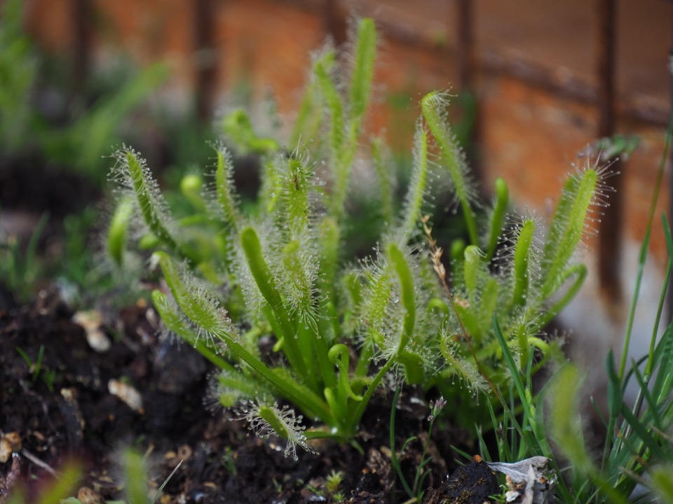 plante carnivore