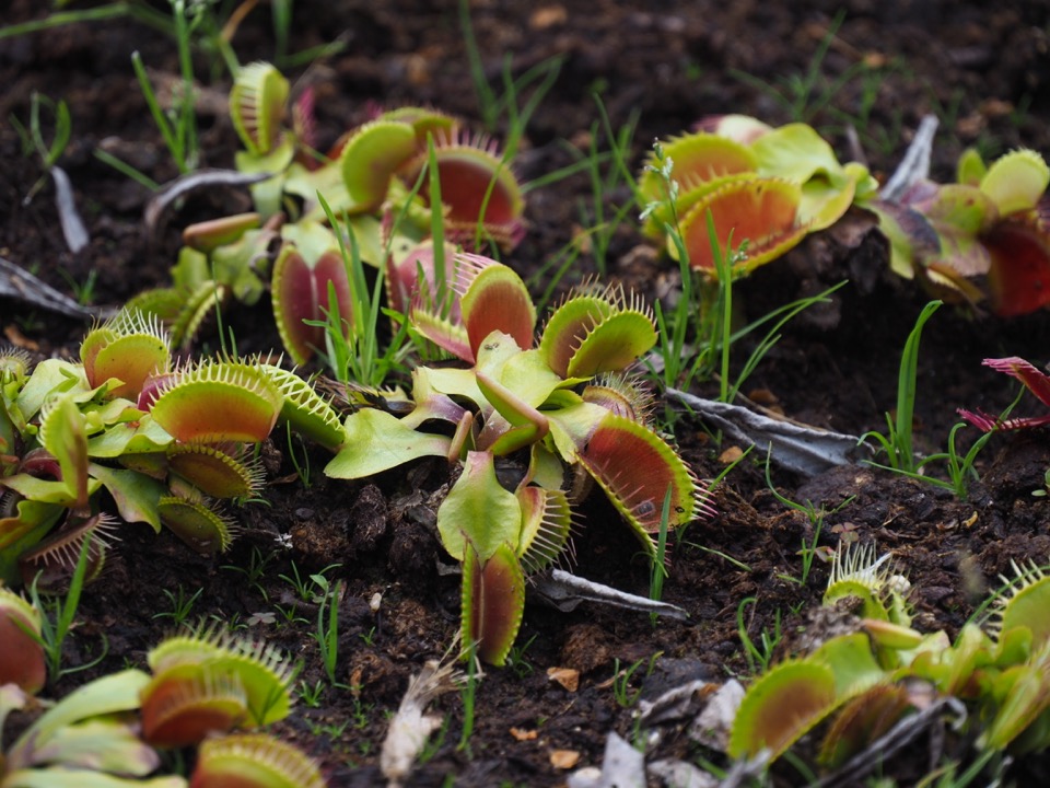 plante carnivore