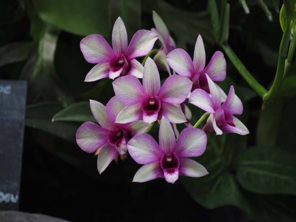 Visiter Terra Botanica