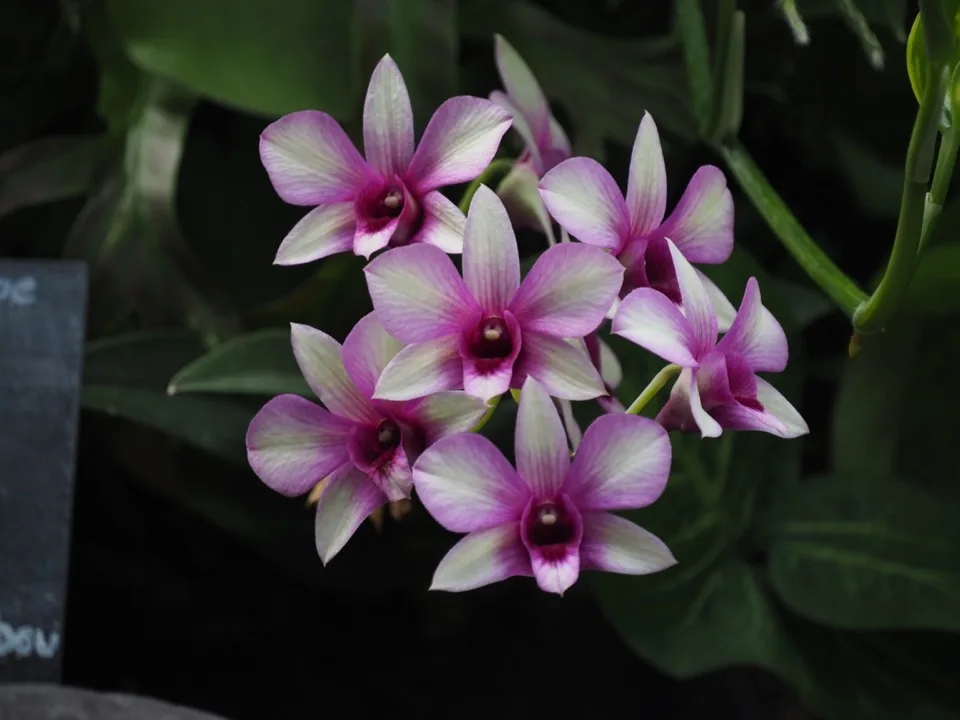 Fleurs d'orchidée roses et blanches