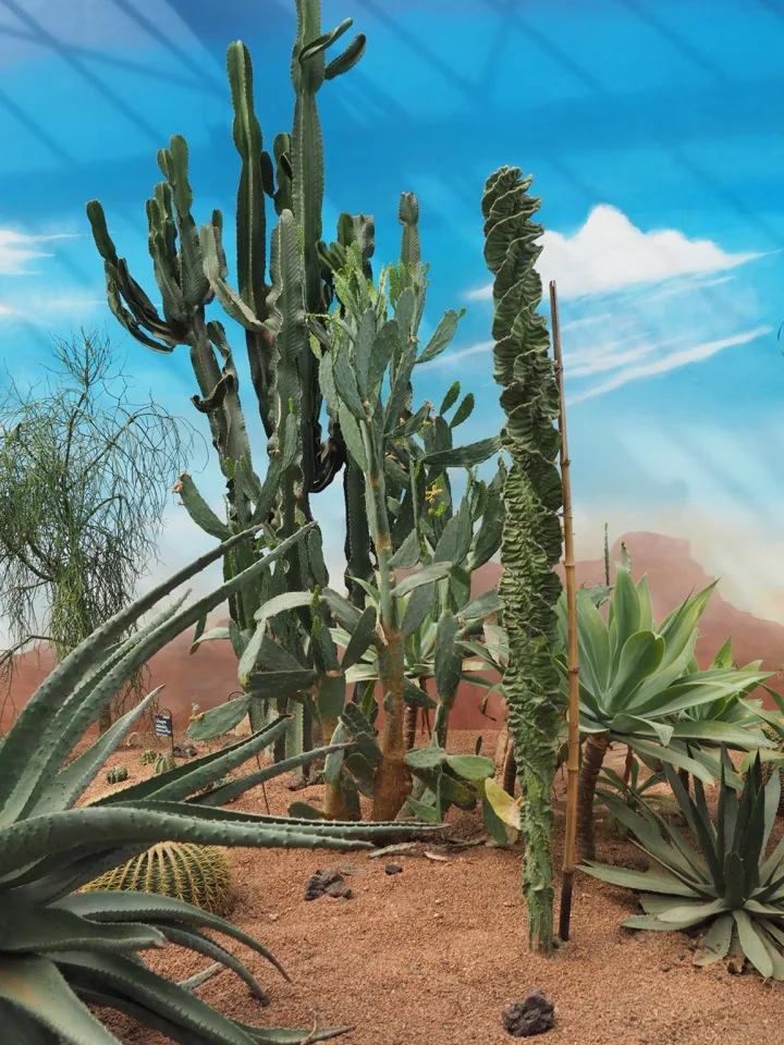 Cactus dans une serre de Terra Botanica
