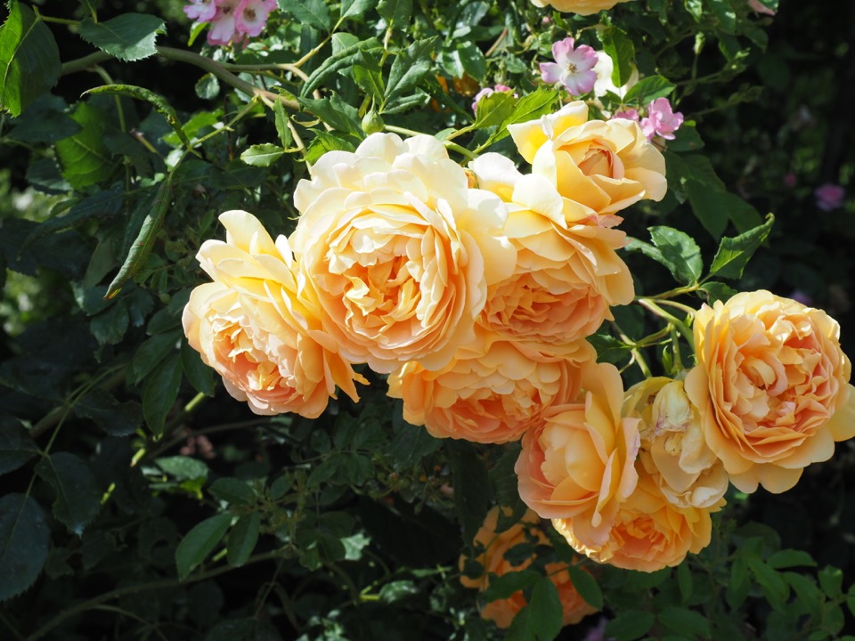 roseraie Terra Botanica