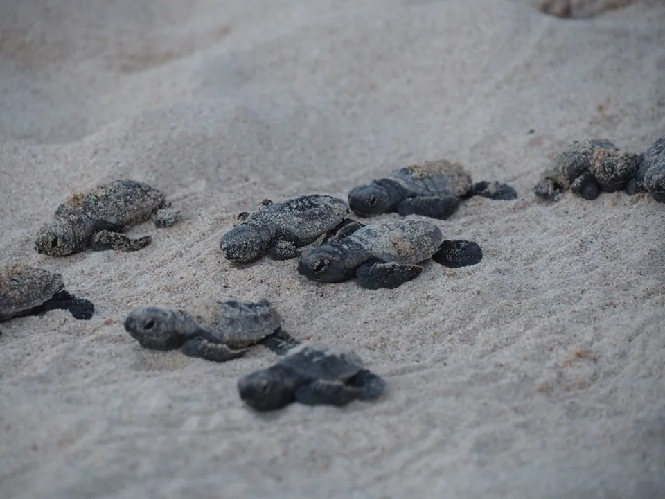 tortues marie-galante