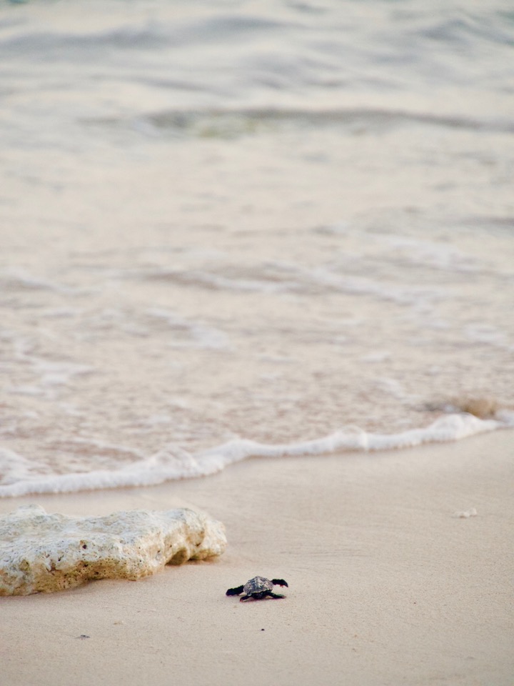 tortues Marie-Galante