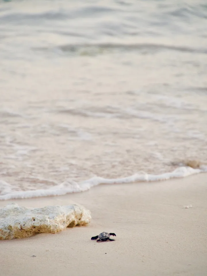 Nouveau-né de tortue de mer rampant vers l'eau