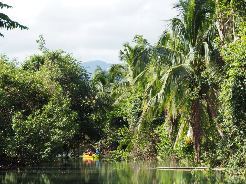 mangroce guadeloupe
