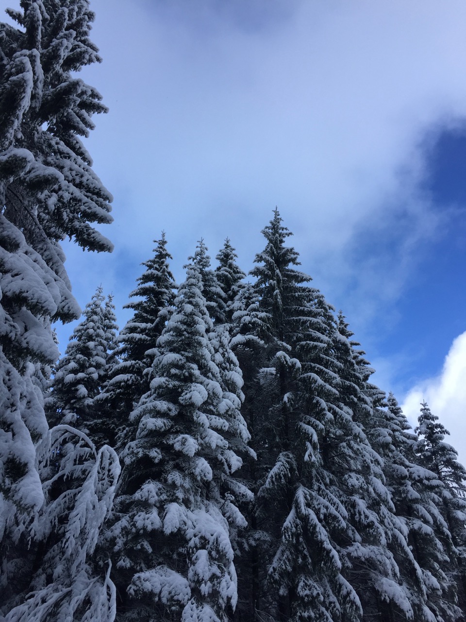 sapin des vosge
