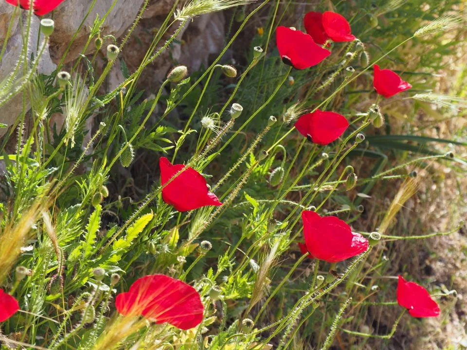 coquelicots
