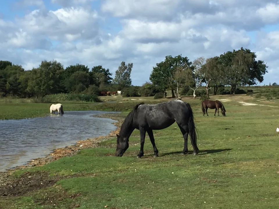 new Forest