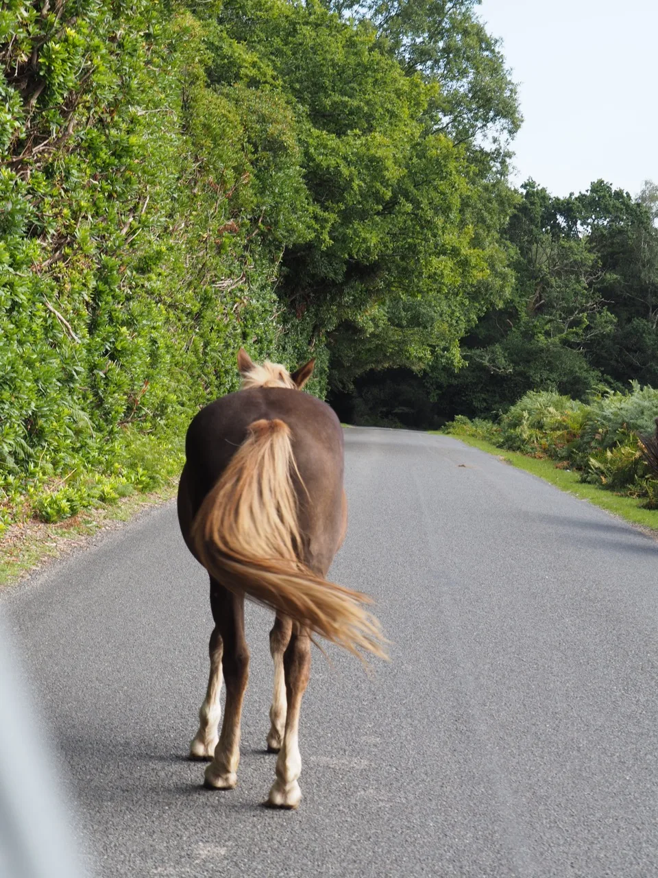 poney New Forest sur la route