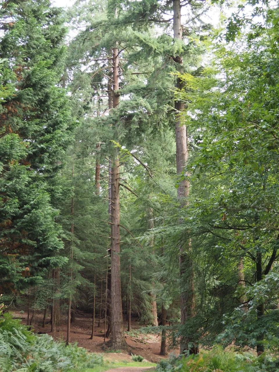 New Forest Hampshire