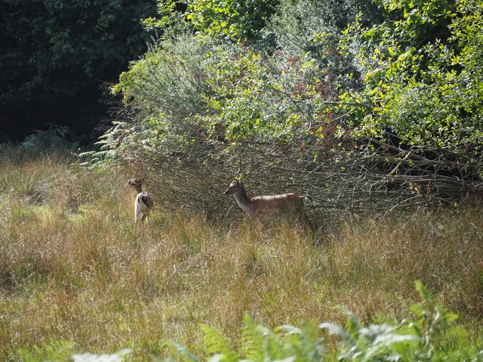 visiter la New Forest