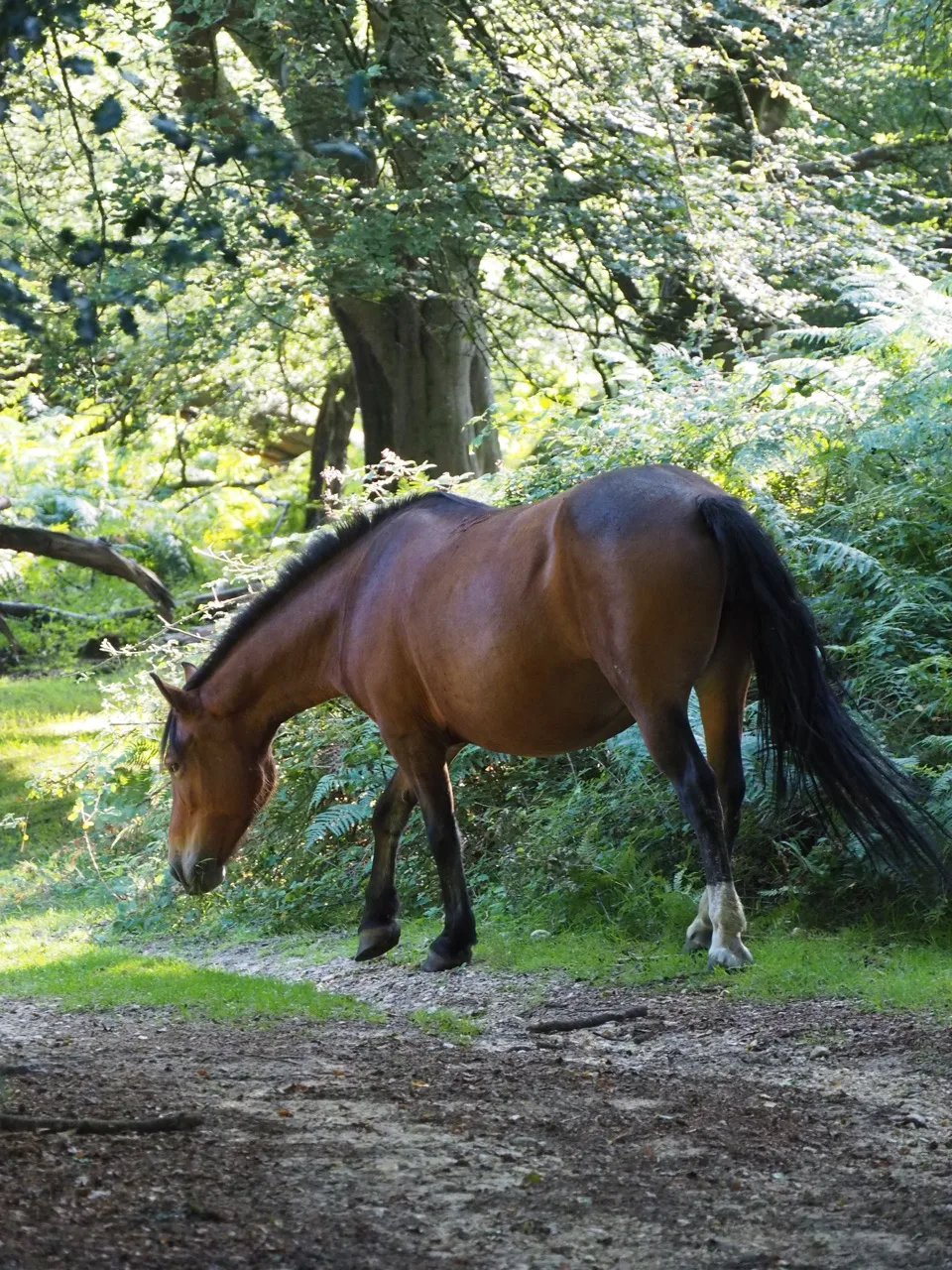 New Forest
