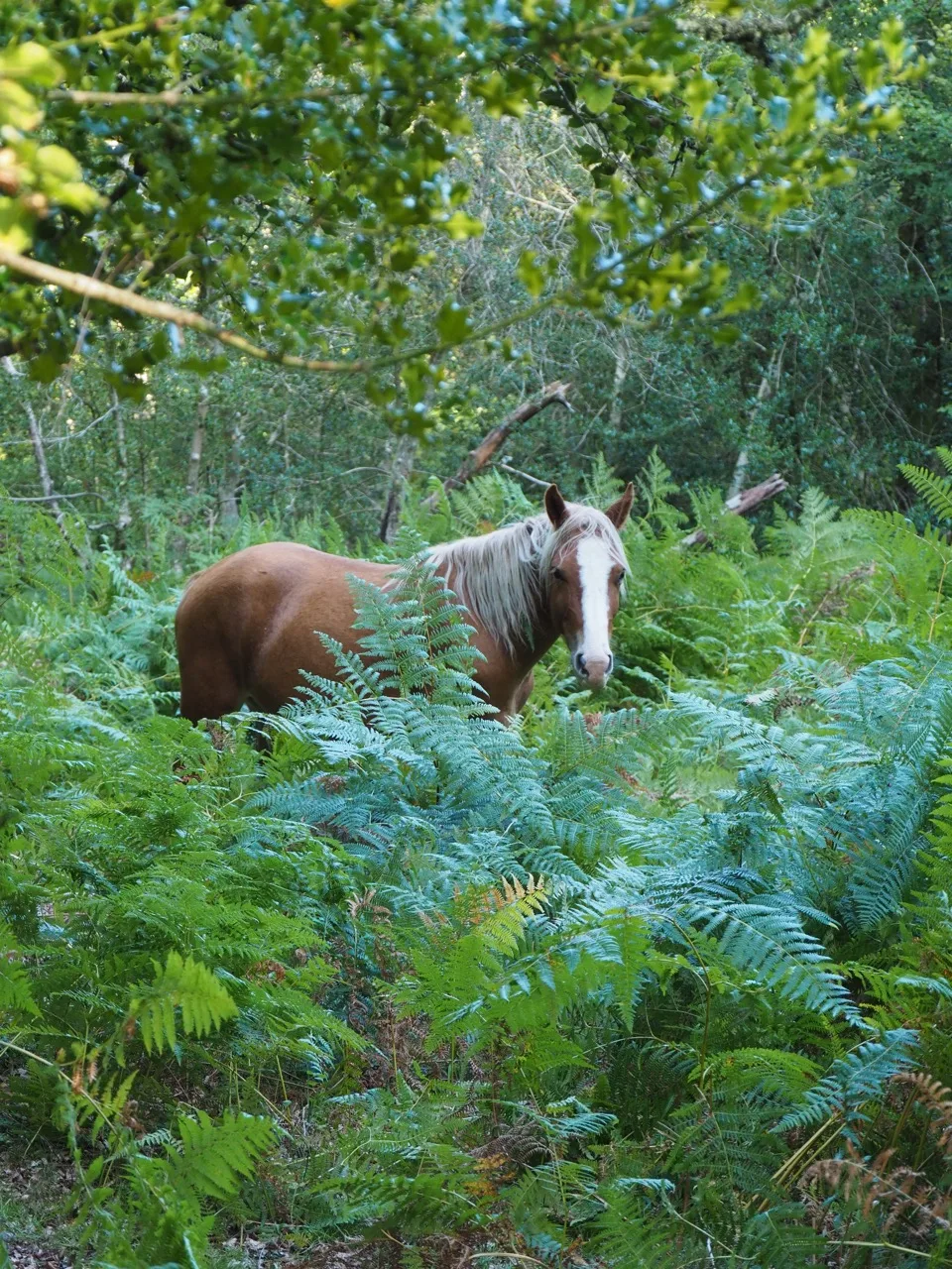visiter la New Forest
