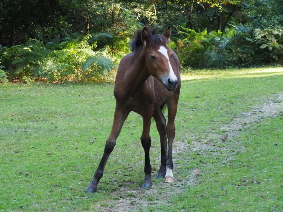 visiter la New Forest