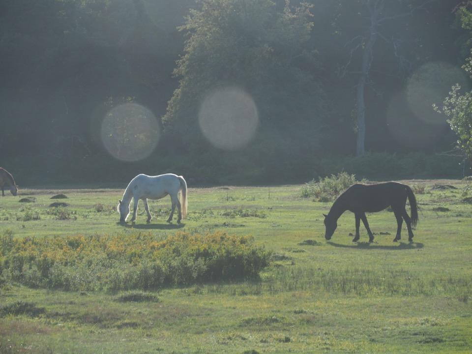 Angleterre magique : nous avons croisé une licorne dans la New Forest !