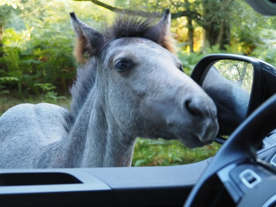 en campervan dans la new forest
