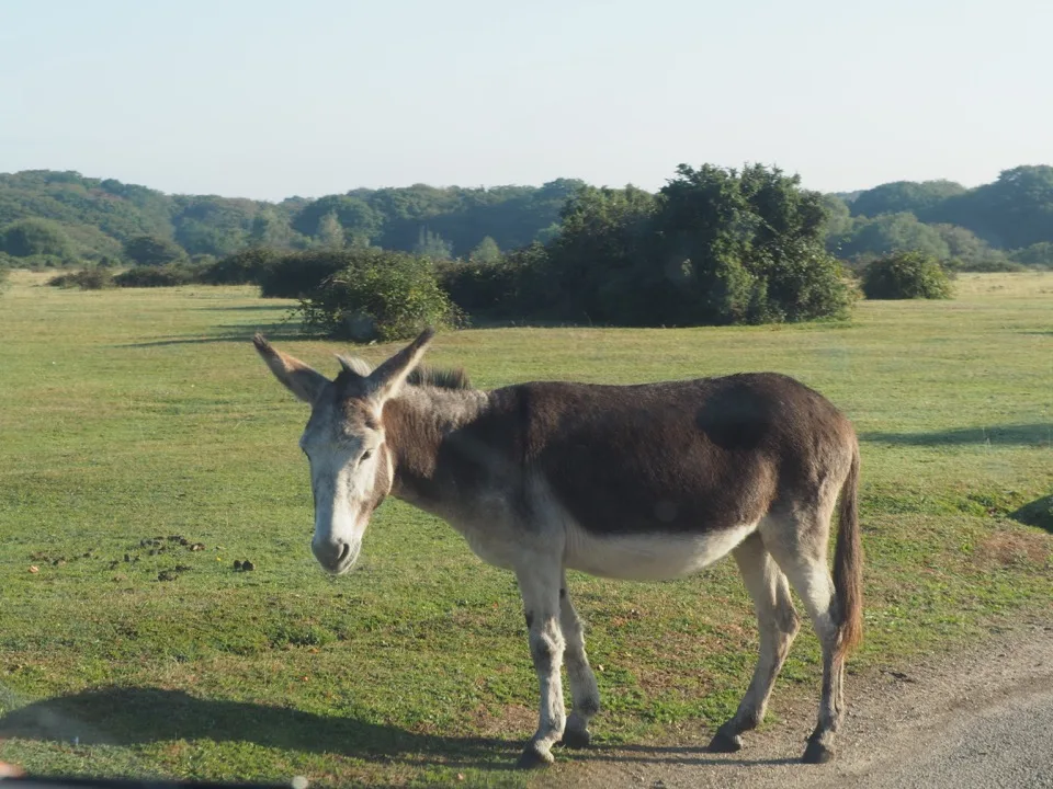 âne New Forest