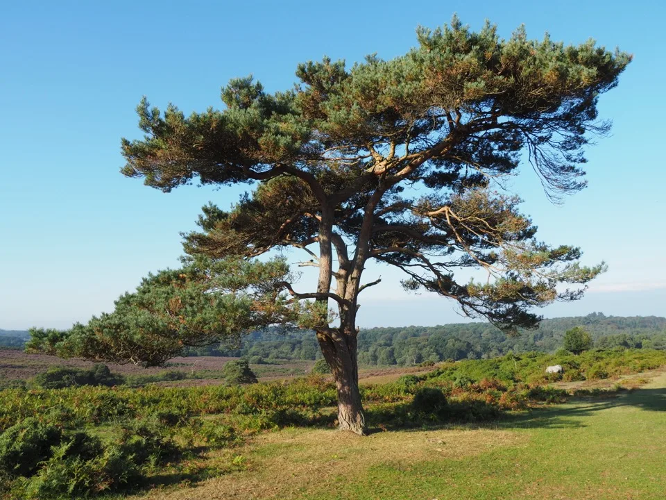 visiter la New Forest