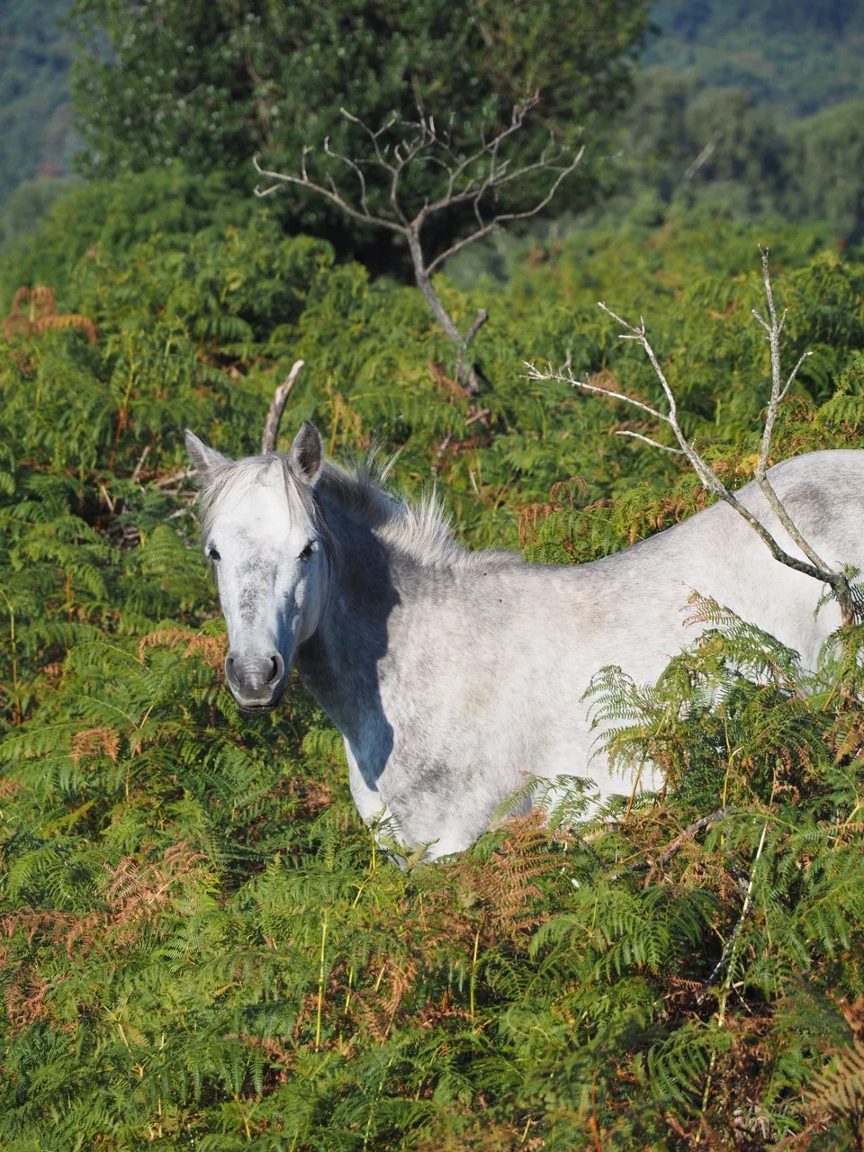 licorne