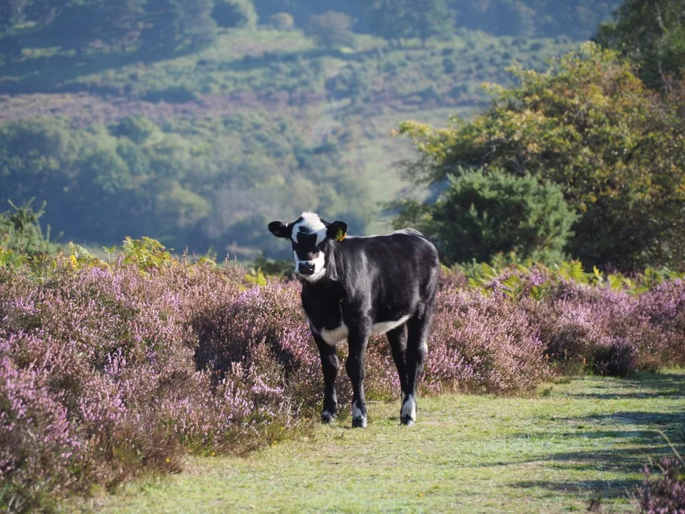 visiter la New Forest