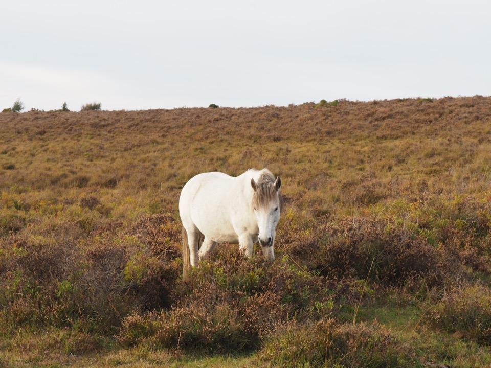 new forest