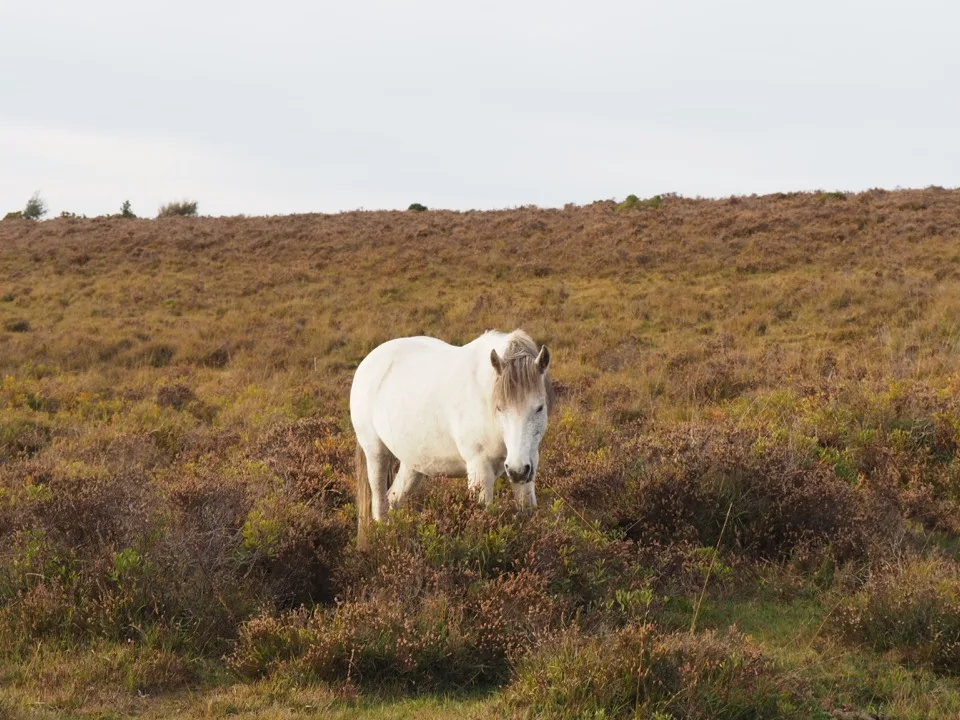 new forest